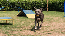 2-_0003_house2_0000_dogpark