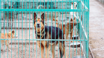 2-_0003_house2_0003_2-_0001_kennel2
